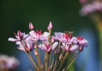 Blumen