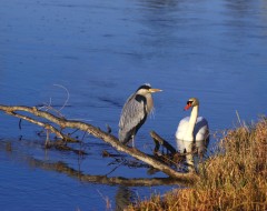 JA – für die Natur